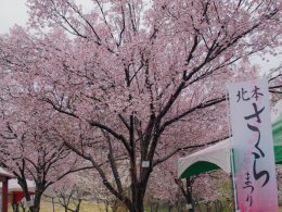 満開の桜のもとで賑わう北本の春のまつり